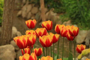 rote Tulpen mit dem Fluss