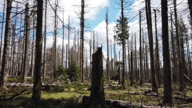 forest destroyed from bark beetle infestation