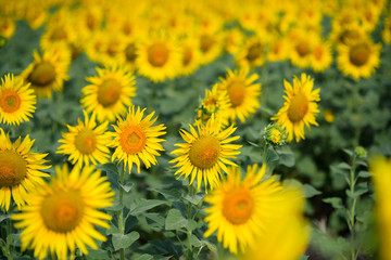 Sunflower field. Many yellow sunflower in a field