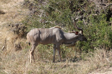 Naklejka na ściany i meble Kudu in veld