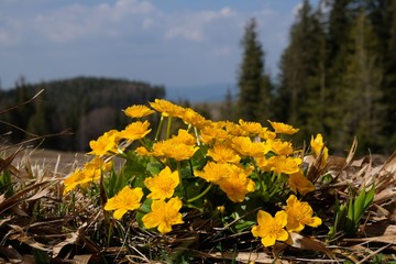 Obraz premium Beskid Żywiecki, Polska - kaczeńce na polanie