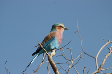 Lilac-breasted roller