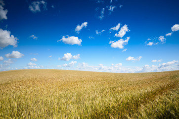 Wheat field summer sunny day under cloudy blue sky