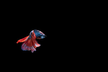 Fighting fish, better or siamese has blue body, red, blue and white fin, turning body like a curve. Back and side view. Copy space and isolated black background.