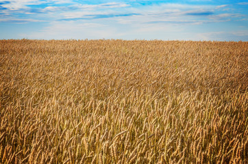 Wheat field under blue sky