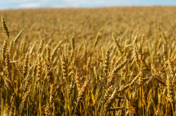 Wheat field under blue sky