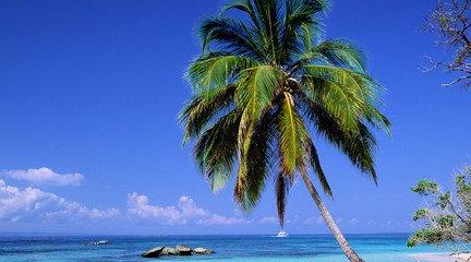 Fototapeta na wymiar palmen am strand