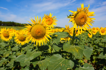 Fototapeta premium Sunflower field. Many yellow sunflower in a field