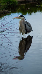 Large Grey Heron, Ardeidae, Single Bird Close Up, eyeline low angle view, searcing for food on riverbank