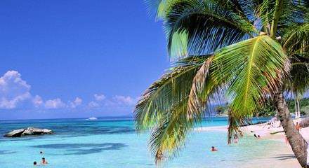 palmen am strand