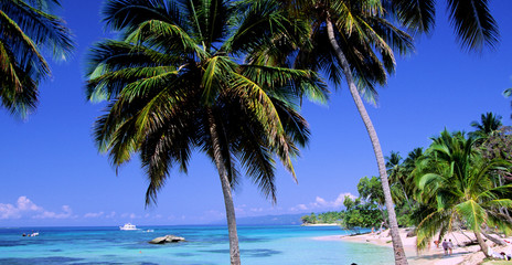 palmen am strand