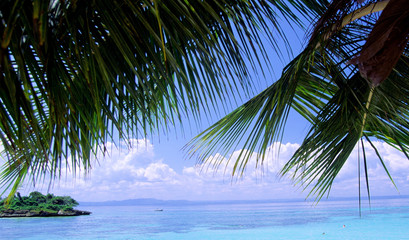 Fototapeta na wymiar palmen am strand