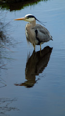 Large Grey Heron, Ardeidae, Single Bird Close Up, eyeline low angle view, searcing for food on riverbank