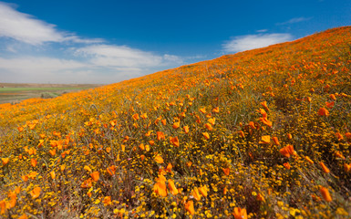 Antelope Valley California Poppy Reserve