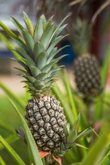 Fototapeta premium pineapple on the vine