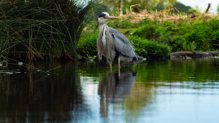 Large Grey Heron, Ardeidae, Single Bird Close Up, eyeline low angle view, searcing for food on riverbank