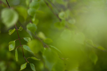 Close up of natural green leaves. Beautiful tree background