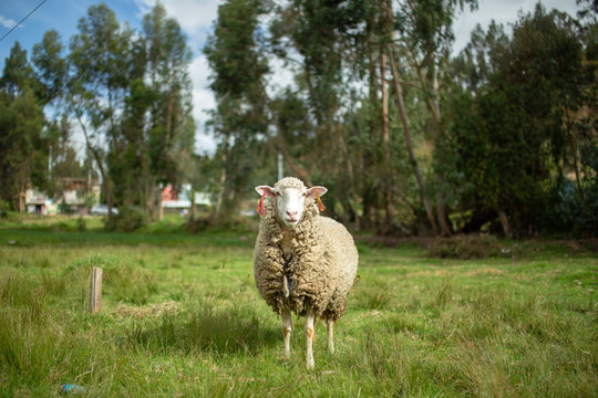 Carnero Per&uacute;