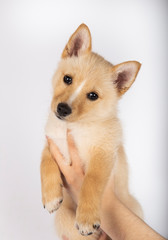 Three months mongrel puppy on white background