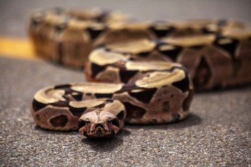 close up of bean cobra jiboia 
