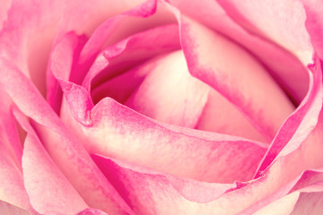 Full frame shot of pink rose flower