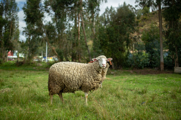 Carnero Perú