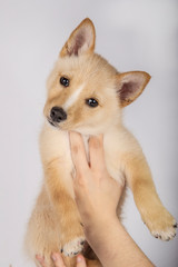 Three months mongrel puppy on white background