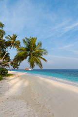 Coconut tree on a white sandy beach and crystal clear water in the Maldives