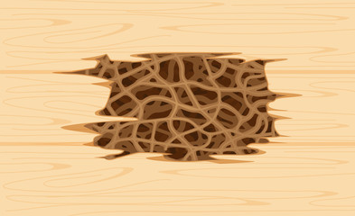 Fototapeta na wymiar illustration termite nest at wooden wall, burrow nest termite and wood decay, texture wood with nest termite or white ant, background damaged white wooden eaten by termite or white ants
