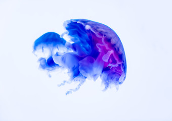 dancing jellyfish in the depths of the sea