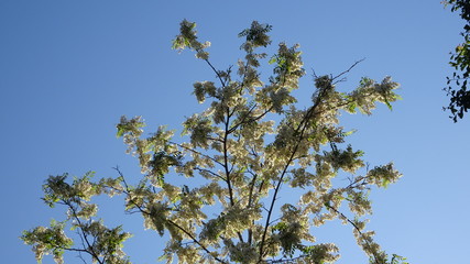 Parco, alberi, nuvole, fiori a Roma