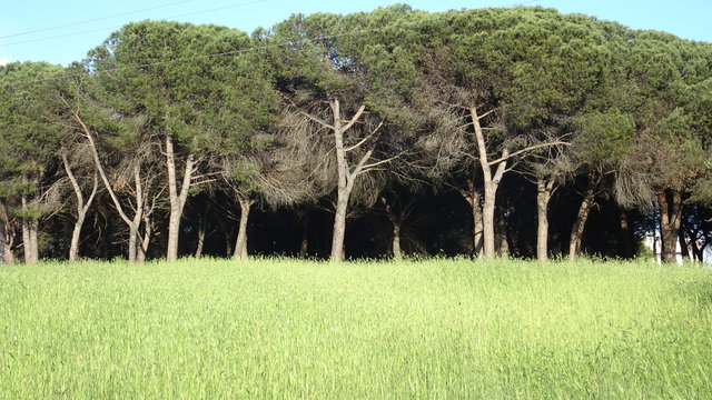 Parco, alberi, nuvole, fiori a Roma