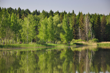 Obraz premium lake in the forest
