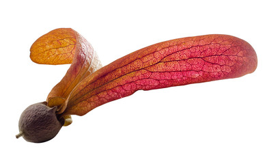 Dipterocarpus tuberculatus ,flying seed of dipterocarpus tree on white background ,Clipping Path