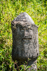 Abstract Natural Face In a Tree trunk for natural background.