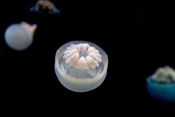 dancing jellyfish in the depths of the sea
