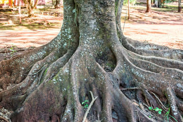 Obraz premium Old tree roots texture background