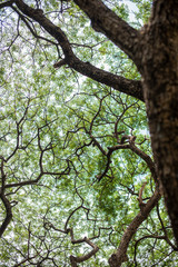 Rain tree looking up from ground in the morning, seeing all branches reach up to the sky with joy. Random focus on various branches. Feeling ambitious.