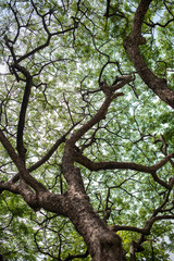 Fototapeta na wymiar Rain tree looking up from ground in the morning, seeing all branches reach up to the sky with joy. Random focus on various branches. Feeling ambitious.