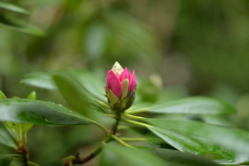 Rhododendron just about to Bloom During Spring, Somwhere in Poland.