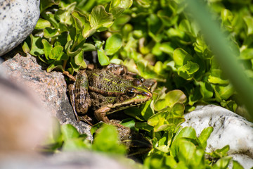 Common frog, Rana temporaria, also known as the European common frog, European common brown frog and European grass frog, on a pond filled with spawn