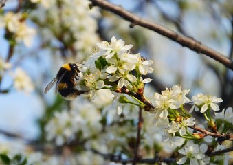 Bumblebee on a branch of cherry blossoms