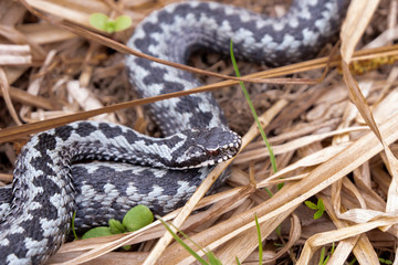 viper snake