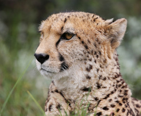 cheetah portrait with natural background