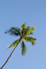 Obraz na płótnie Canvas Single palm tree with blue sky background