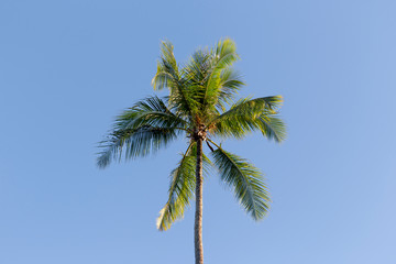 Single palm tree with blue sky background