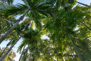 Fototapeta premium Looking up in a jungle of coconut palm trees 