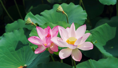 blooming lotus flower in garden pond