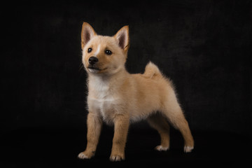 Mixed breed puppy, 3 months old, in front of black background