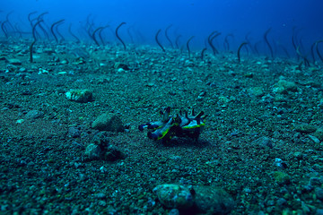 Fototapeta na wymiar cuttlefish underwater / underwater world, marine life wildlife animal diving in the Pacific Ocean